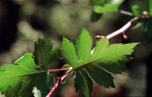 Parsley Hawthorn leaves